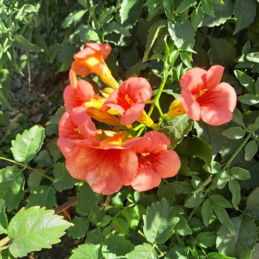 Amerikāņu milina (Campsis radicans) P9/C1