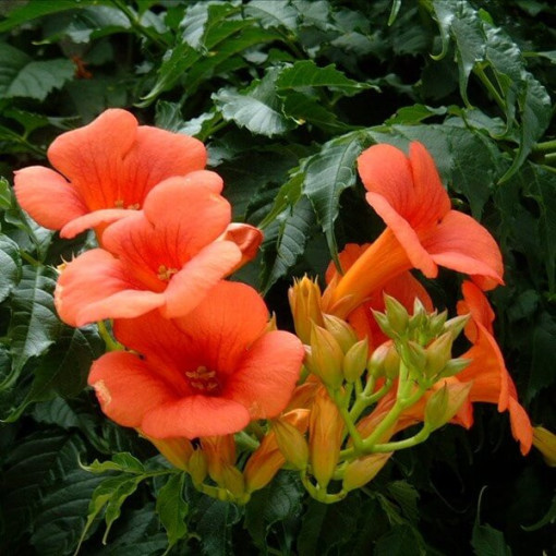 Amerikāņu milina (Campsis radicans) P9/C1