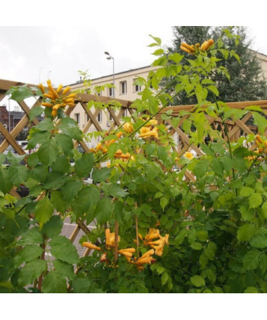 Amerikāņu truba vīnogulājs Judy pods, 4l