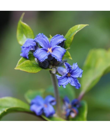 Clematis Cassandra (daudzgadīgs) SMARŽĪGS pods 4L
