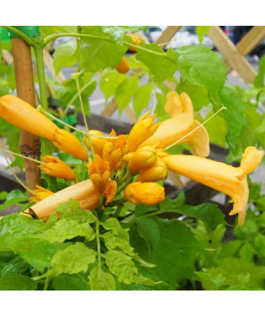 Amerikāņu truba vīnogulājs Judy pods, 2l