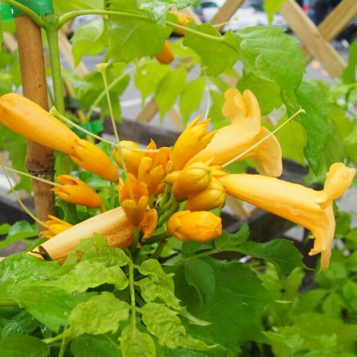 Amerikāņu truba vīnogulājs Judy pods, 2l