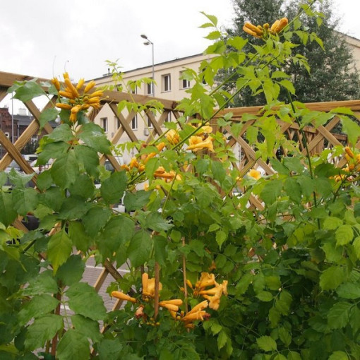 Amerikāņu truba vīnogulājs Judy pods, 2l