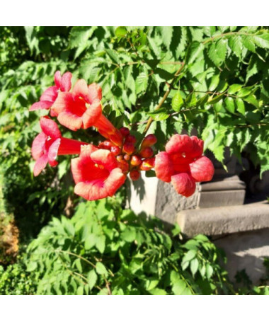 Amerikāņu trompete Gabor 2L pods