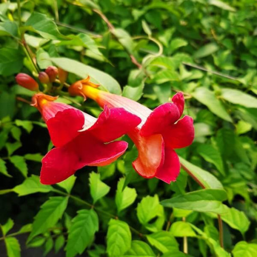 Amerikāņu trompete Gabor 2L pods