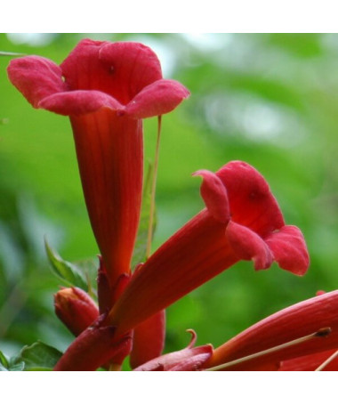 Amerikāņu trompete Gabor P9/C1