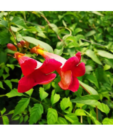 Amerikāņu trompete Gabor P9/C1