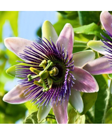 Ciešanas zieds (Passiflora) 'Purple Haze' P9/C1