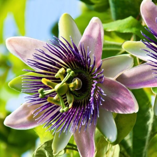 Ciešanas zieds (Passiflora) 'Purple Haze' P9/C1