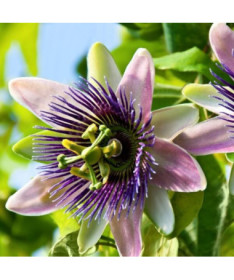 Ciešanas zieds (Passiflora) 'Purple Haze' P9/C1