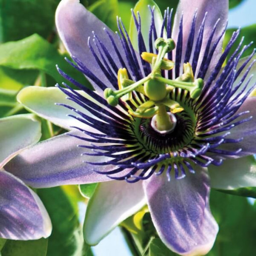 Ciešanas zieds (Passiflora) 'Purple Haze' P9/C1