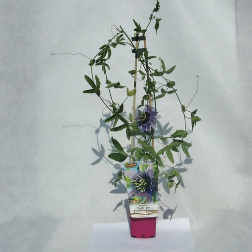 Ciešanas zieds (Passiflora) 'Purple Haze' P9/C1
