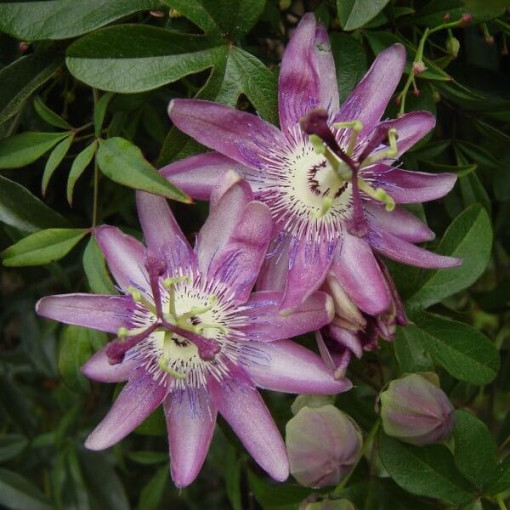 Passifloras (Passiflora) 'Violacea' P9/C1