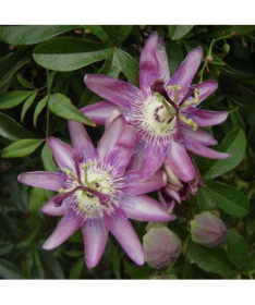Passifloras (Passiflora) 'Violacea' P9/C1