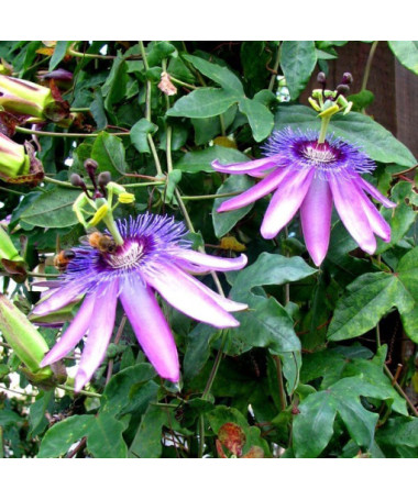 Passifloras (Passiflora) 'Violacea' P9/C1
