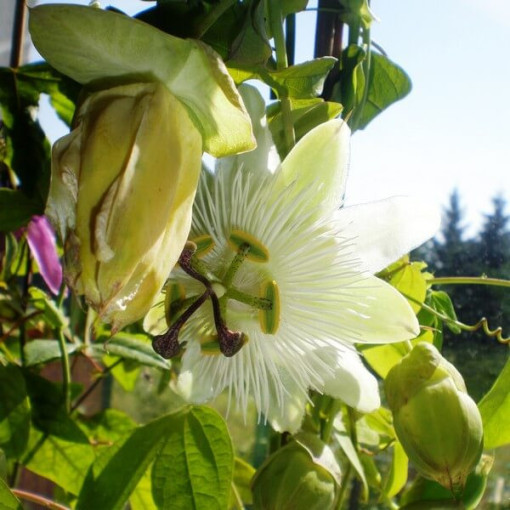 Passiflora (Passiflora) 'Constance Elliott' P9/C1