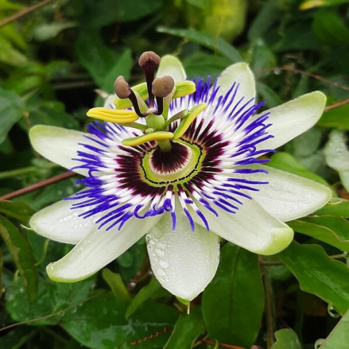 Kāpelējošā ziedu (Passiflora) 'Caerulea' P9/C1