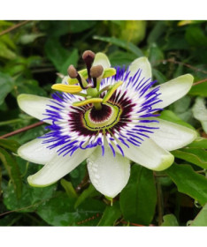 Kāpelējošā ziedu (Passiflora) 'Caerulea' P9/C1