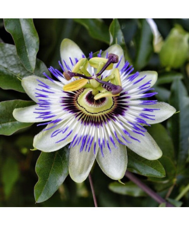 Kāpelējošā ziedu (Passiflora) 'Caerulea' P9/C1