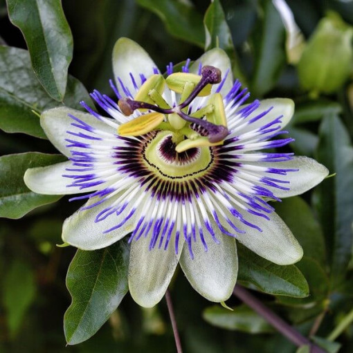 Kāpelējošā ziedu (Passiflora) 'Caerulea' P9/C1