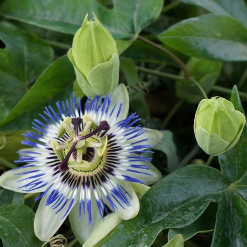 Kāpelējošā ziedu (Passiflora) 'Caerulea' P9/C1