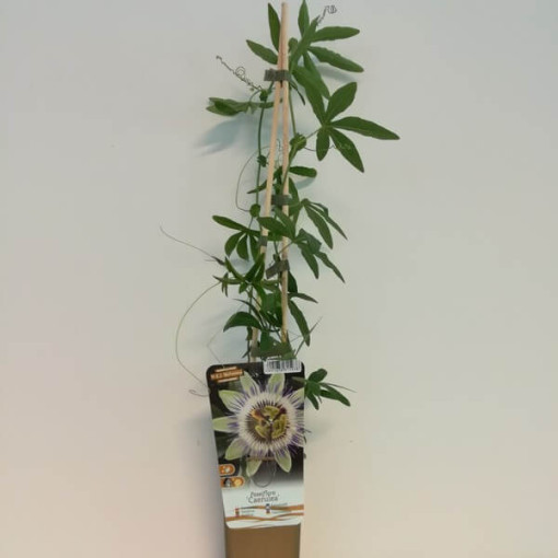 Kāpelējošā ziedu (Passiflora) 'Caerulea' P9/C1
