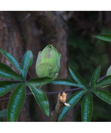 Ciešanu zieds (Passiflora) 'Victoria' P9/C1