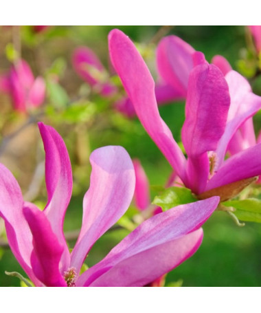 Magnolija 'Susan' pods, 2l