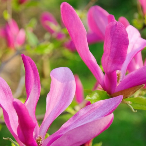 Magnolija 'Susan' pods, 2l