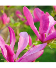 Magnolija 'Susan' pods, 2l