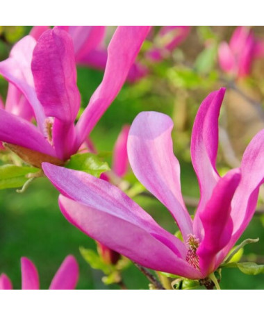 Magnolija 'Susan' P9/C1