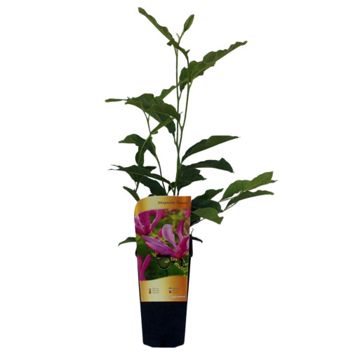 Magnolija 'Susan' P9/C1
