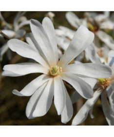 Magnolija Stellata P9, 2L