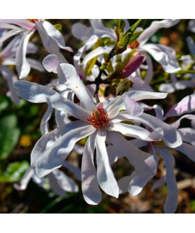 Magnolija Stellata P9, 2L