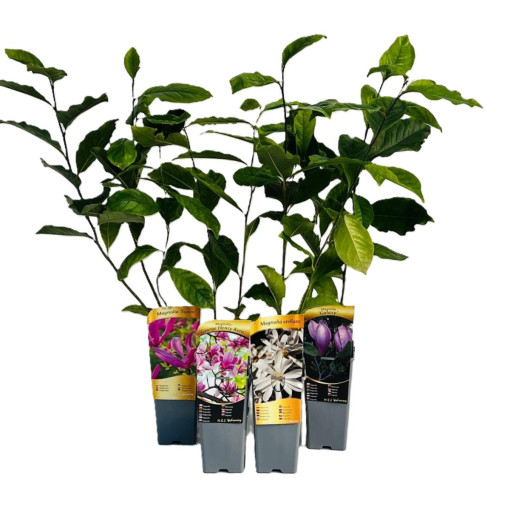 Magnolija Stellata P9, 2L