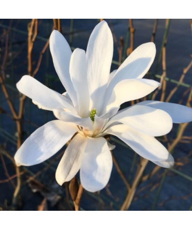 Magnolia Stellata P9/C1