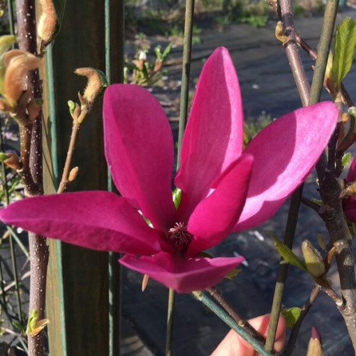 Purpura magnolija 'Nigra' P9/C1