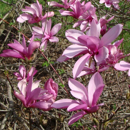 Vidējā magnolija Magnolia x soulangeana P9/C1