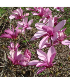 Vidējā magnolija Magnolia x soulangeana P9/C1