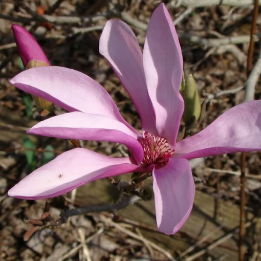 Vidējā magnolija Magnolia x soulangeana P9/C1