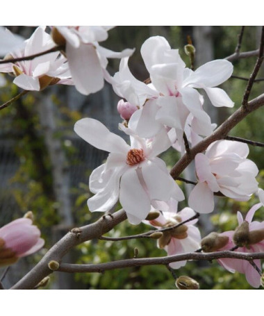 Magnolija loebnera 'Merrill' P9/C1