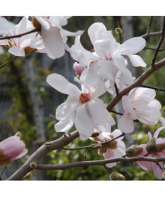 Magnolija loebnera 'Merrill' P9/C1