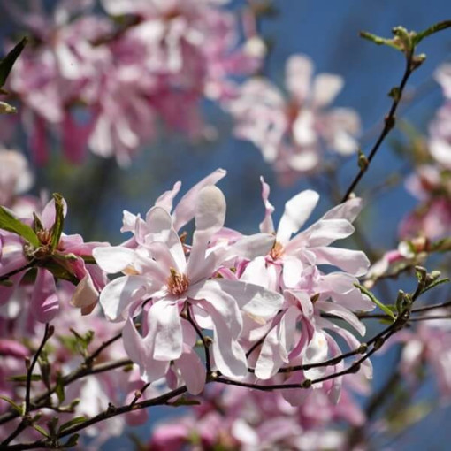Magnolija loebnera 'Leonard Messel' pods, 2l