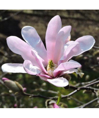 Magnolija loebnera 'Leonard Messel' P9/C1