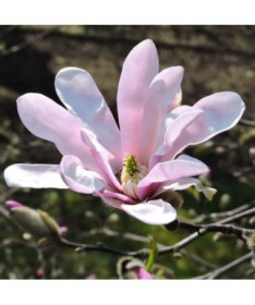 Magnolija loebnera 'Leonard Messel' P9/C1