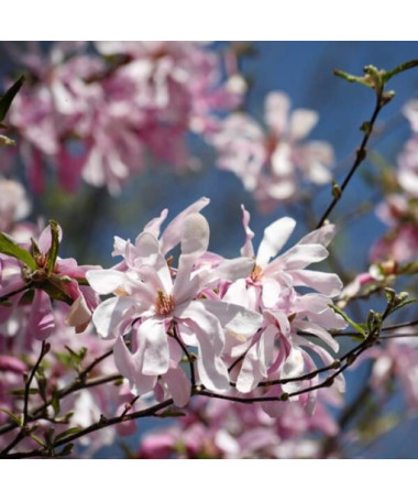 Magnolija loebnera 'Leonard Messel' P9/C1
