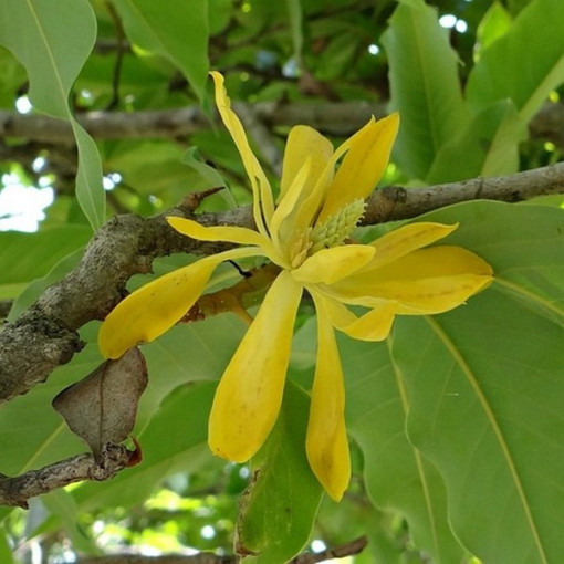 Japāņu magnolija 'Esveld Select' pods, 2l