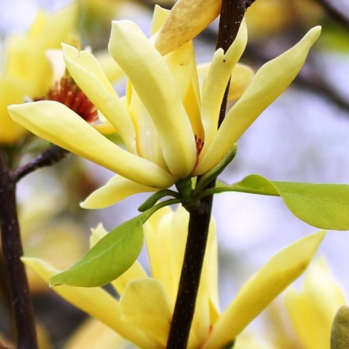 Japāņu magnolija 'Esveld Select' pods, 2l