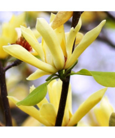 Japāņu magnolija 'Esveld Select' P9/C1