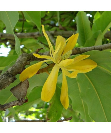 Japāņu magnolija 'Esveld Select' P9/C1